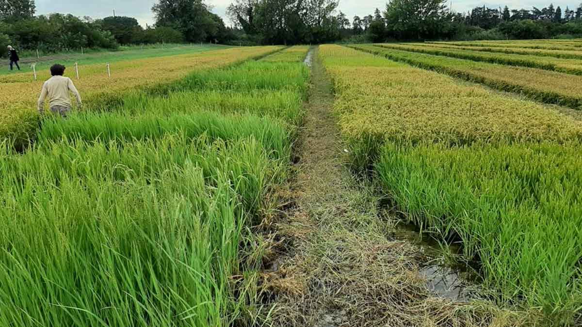 Alimentation  une pénurie de riz est-elle à prévoir pour la fin d’année 